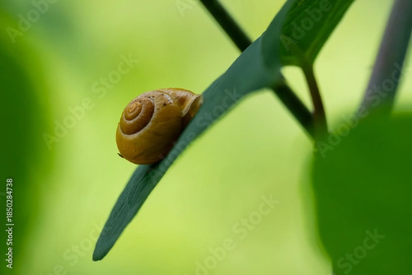 Obraz Kleine Schnecke auf einem Blatt