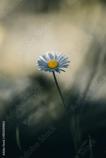 Obraz Gänseblümchen