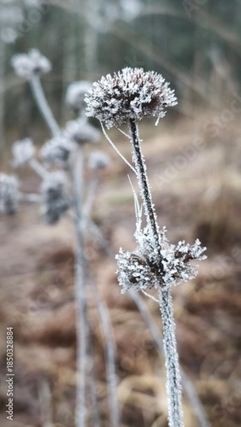 Obraz frost on branches