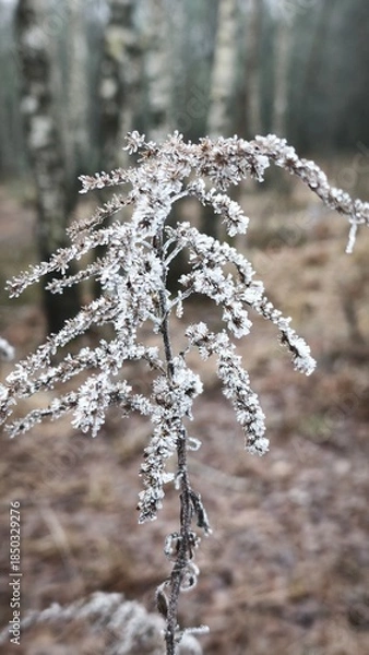 Obraz snow covered grass