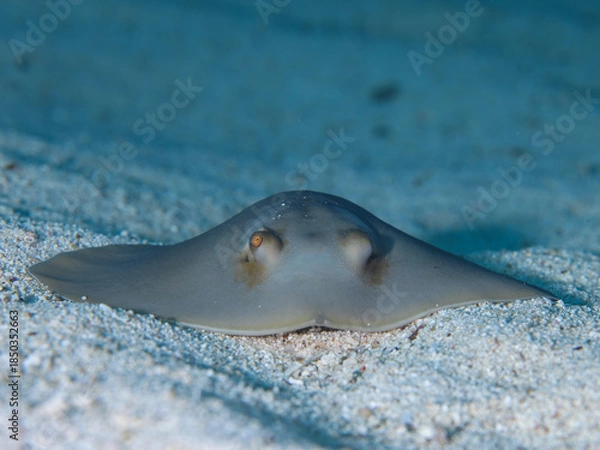 Fototapeta Common sting ray from Cyprus