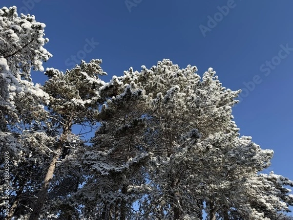 Obraz snow covered branches