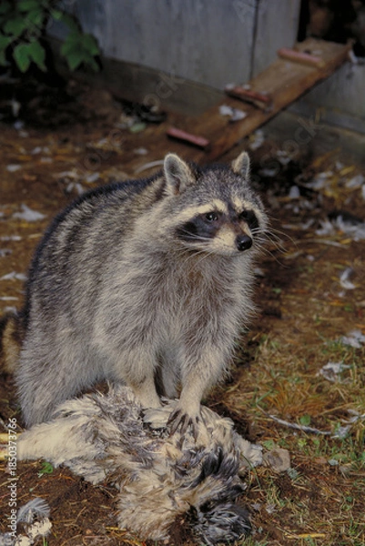 Fototapeta Raccoon eating chicken while invading a ranch.