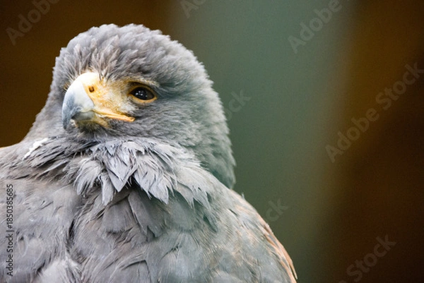 Fototapeta Wüstenbussard