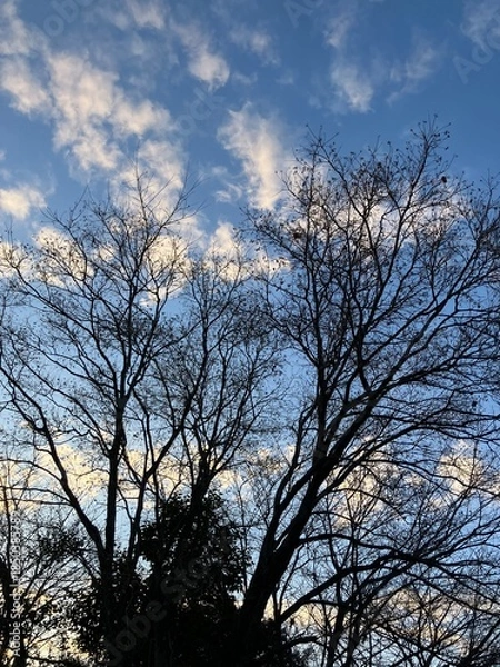 Obraz 冬空と大木