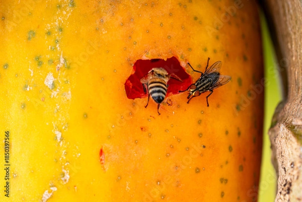 Obraz Bees feeding on a decomposing papaya.