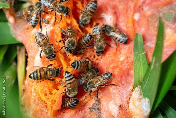 Obraz Bees feeding on a decomposing papaya.