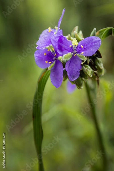 Obraz Spiderwort Flower