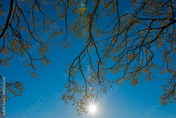 Obraz Seeds on a cedar tree with sun rays.