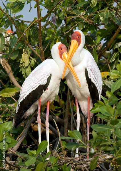 Obraz Africa,  Botswana yellow billed storks at a nest.