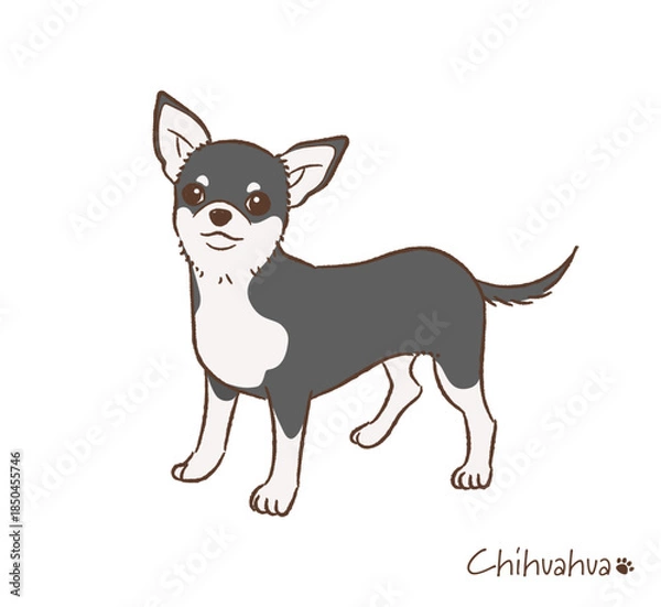 Obraz 手描きのチワワ_ベクターイラスト