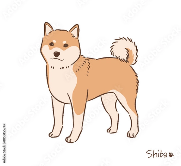 Obraz 手描きの柴犬赤毛_ベクターイラスト