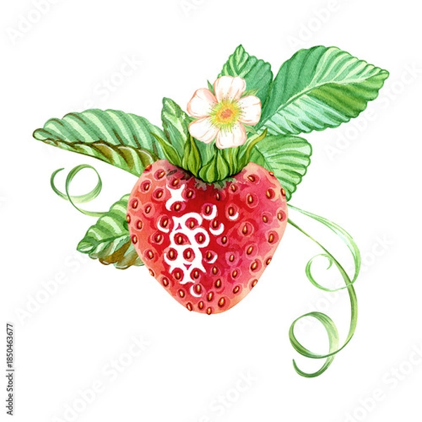 Fototapeta Red ripe strawberries on a leaf with a flower. A composition for decorating tea, perfumes, cosmetics, and cleaning products. Hand drawn watercolor illustration. Isolated composition