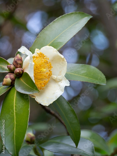 Obraz タイワンツバキの白い花と蕾