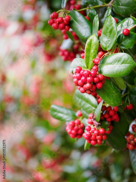 Obraz 冬に赤く熟した沢山の実をつけたヤバネヒイラギモチ
