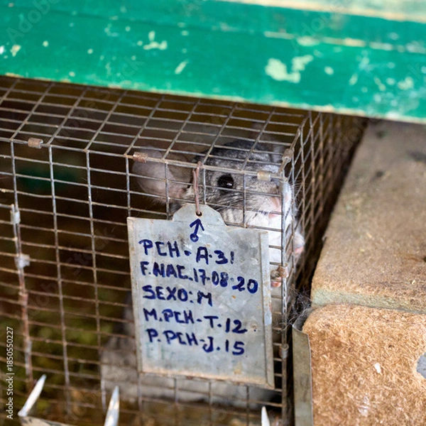 Fototapeta chinchilla