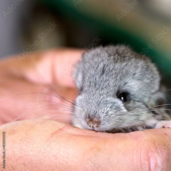 Fototapeta chinchilla