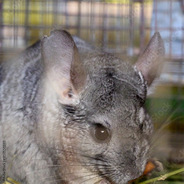 Fototapeta chinchilla