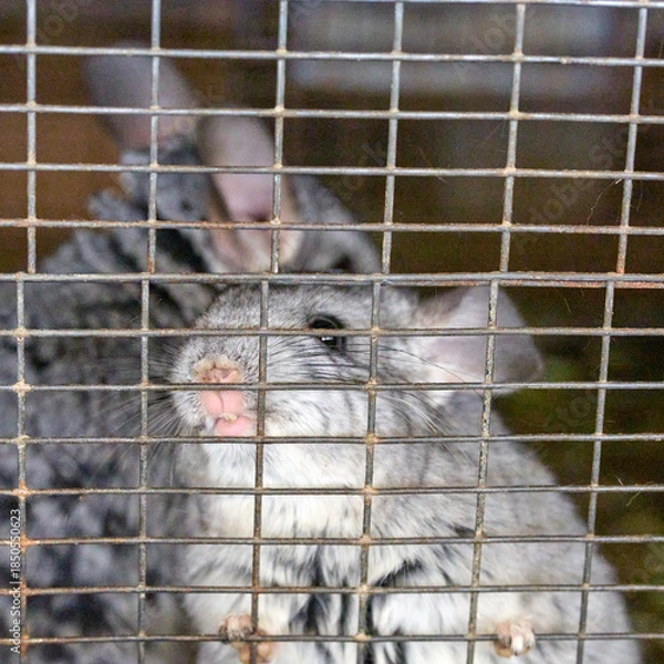 Fototapeta chinchilla