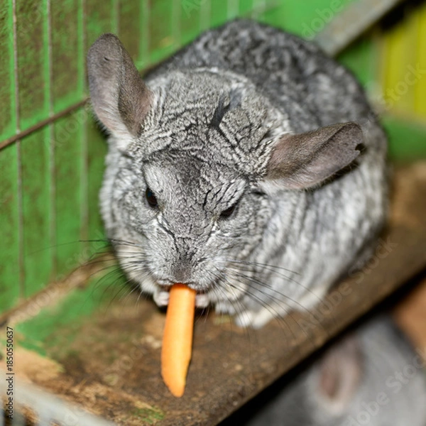 Fototapeta chinchilla