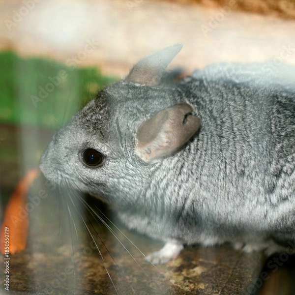 Fototapeta chinchilla