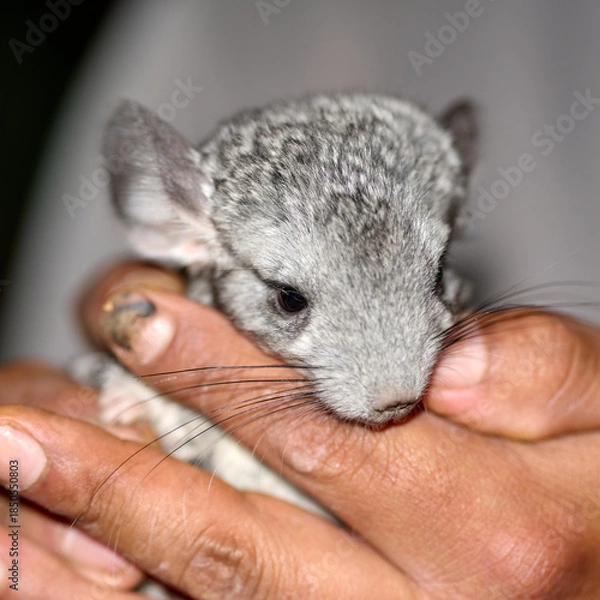 Fototapeta chinchilla