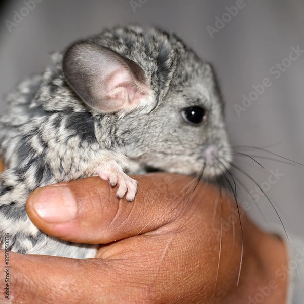 Obraz chinchilla