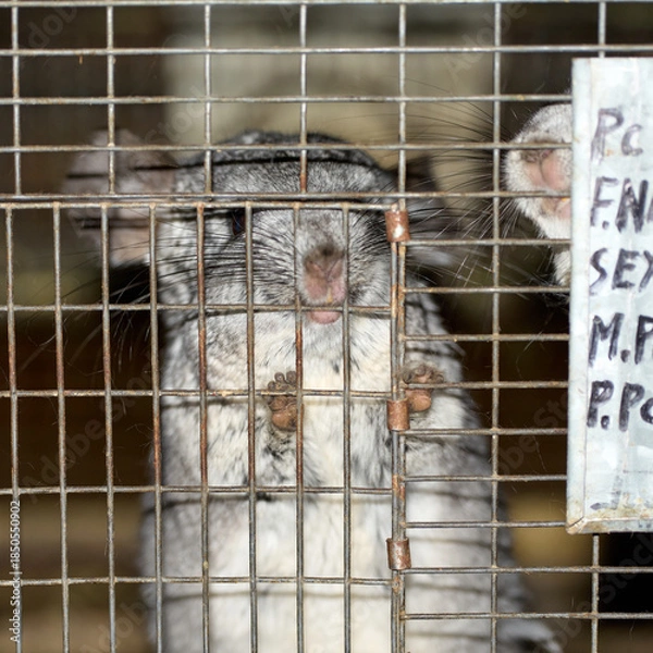 Fototapeta chinchilla
