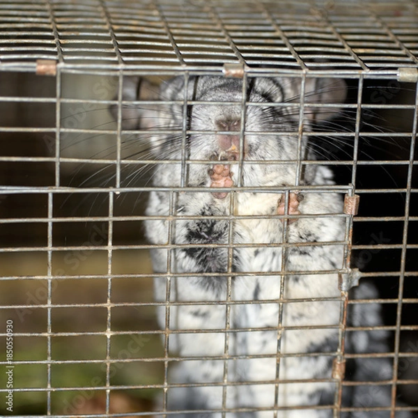 Fototapeta chinchilla