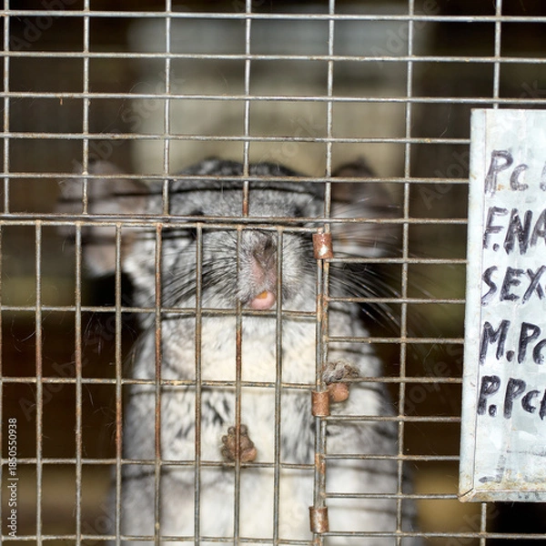 Fototapeta chinchilla