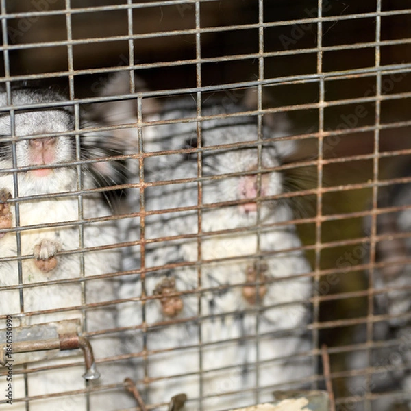 Fototapeta chinchilla