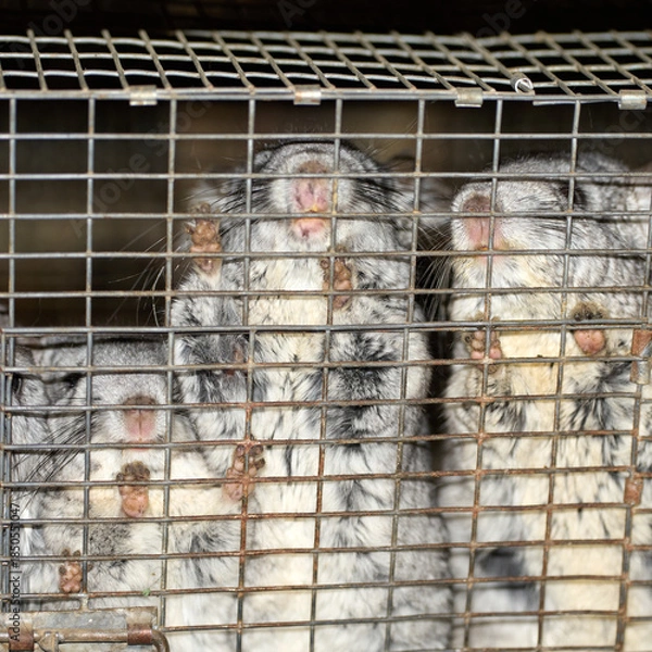 Fototapeta chinchilla