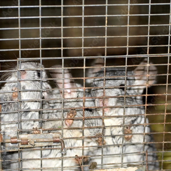 Fototapeta chinchilla