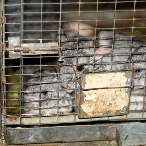 Fototapeta chinchilla