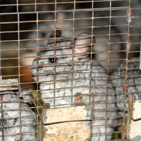 Fototapeta chinchilla