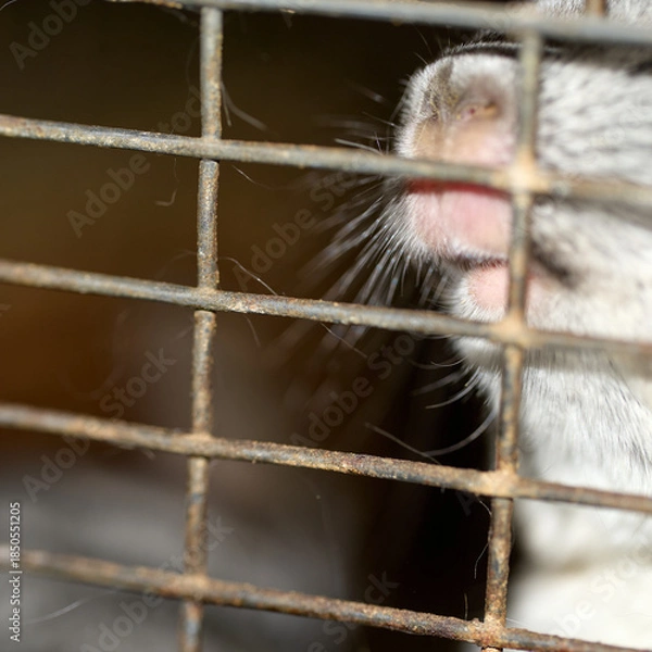 Fototapeta chinchilla