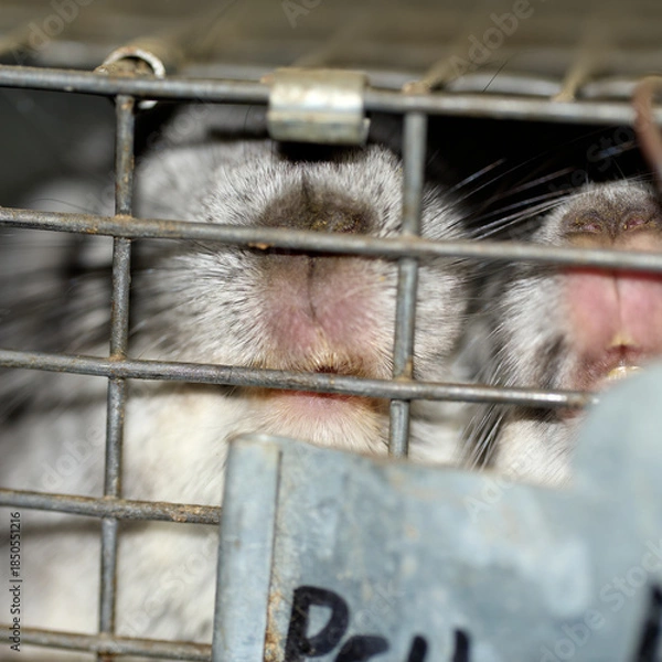 Fototapeta chinchilla