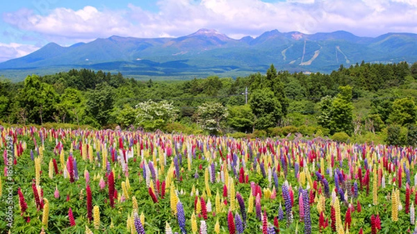Obraz 那須町　那須フラワーワールドのルピナスと那須連山