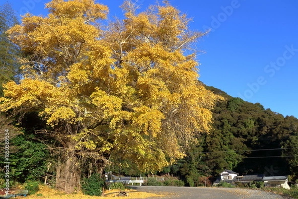 Obraz 笹場の大銀杏　（高知県　中土佐町）
