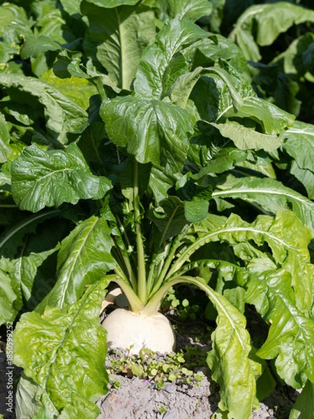 Obraz 京都の畑のスグキ菜