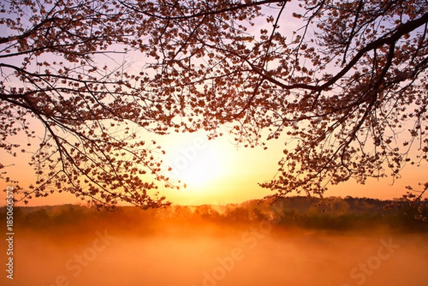 Obraz 宇都宮市　鬼怒川の石井桜堤と川霧