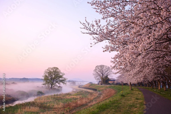 Obraz 宇都宮市　鬼怒川の石井桜堤と川霧