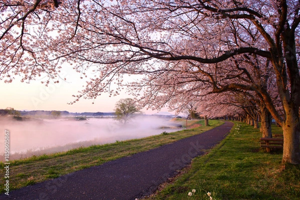 Obraz 宇都宮市　鬼怒川の石井桜堤と川霧
