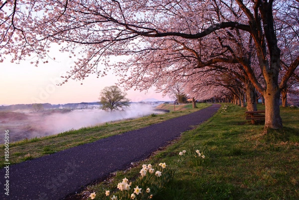 Obraz 宇都宮市　鬼怒川の石井桜堤と川霧