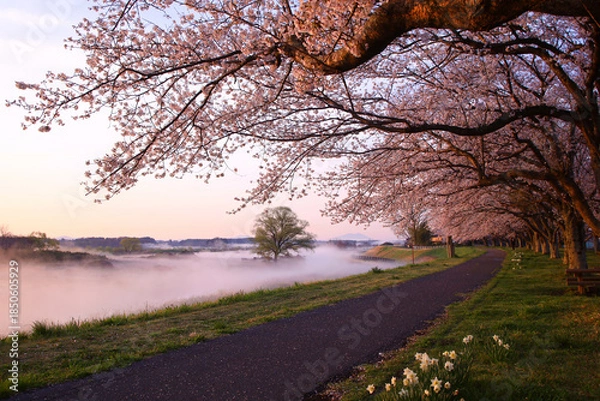 Obraz 宇都宮市　鬼怒川の石井桜堤と川霧