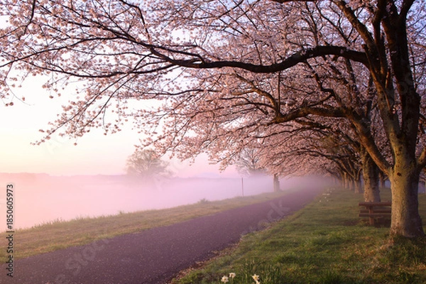Obraz 宇都宮市　鬼怒川の石井桜堤と川霧