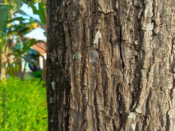 Obraz Rough Tree Bark Texture with Natural Patterns Close-up