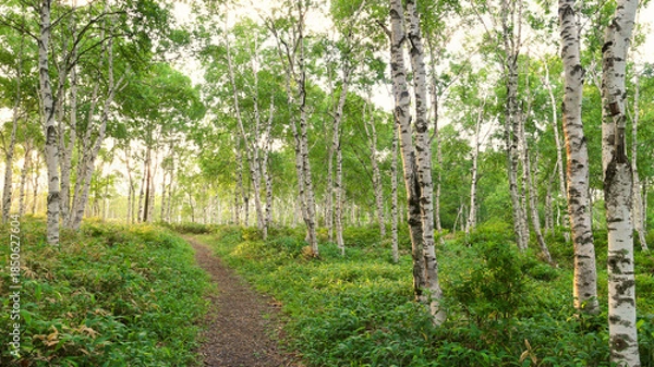 Obraz 佐久穂町　八千穂高原の白樺