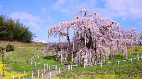 Obraz 三春町　滝桜
