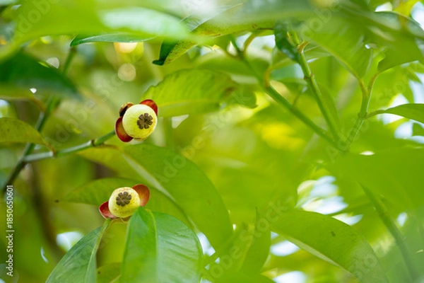 Obraz green mangosteen on a branch